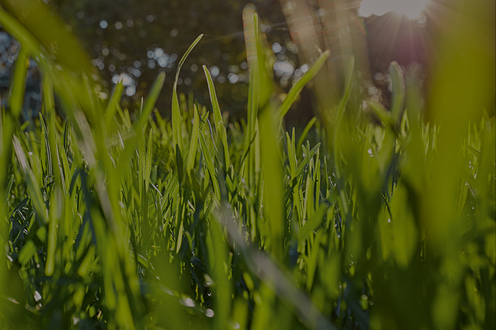 Rayon de soleil traversant l’herbe